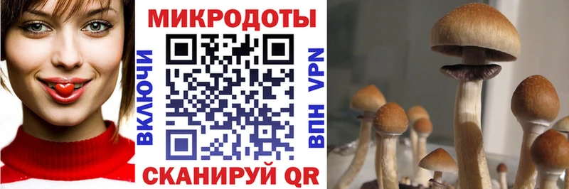 магазин продажи   Петров Вал  Галлюциногенные грибы GOLDEN TEACHER 